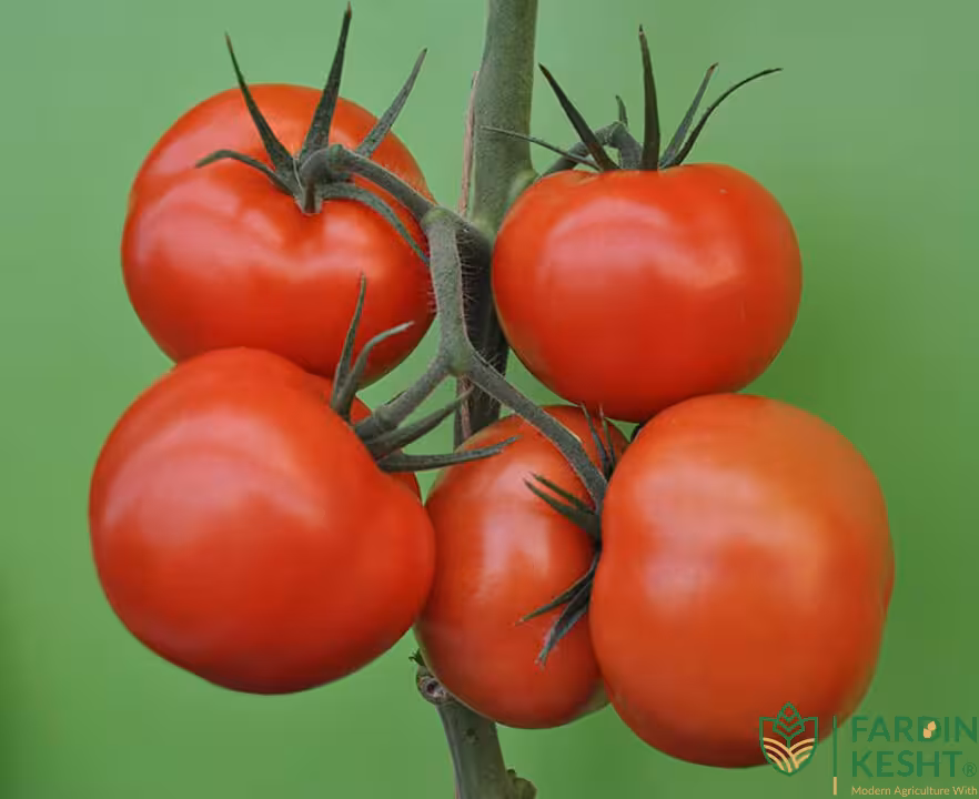 بذر گوجه فرنگی اهورا گلخانه ای داربستی هیبرید فوق پربار خوشه ای همرس بسته 5 عددی