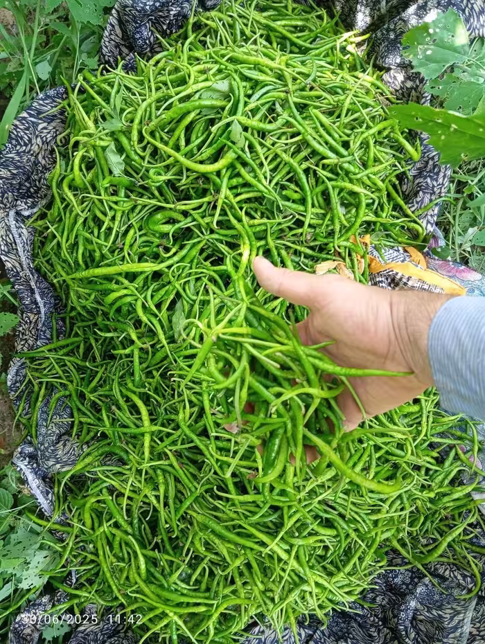 بذر فلفل سوزنی شیرین اصل آستانه