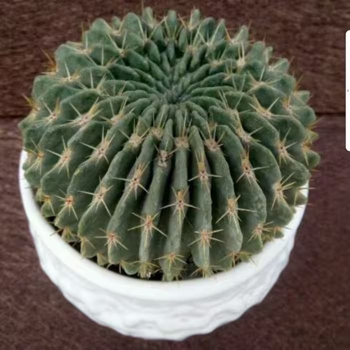 بذر کاکتوس نوتو اره ای  500 عددی
