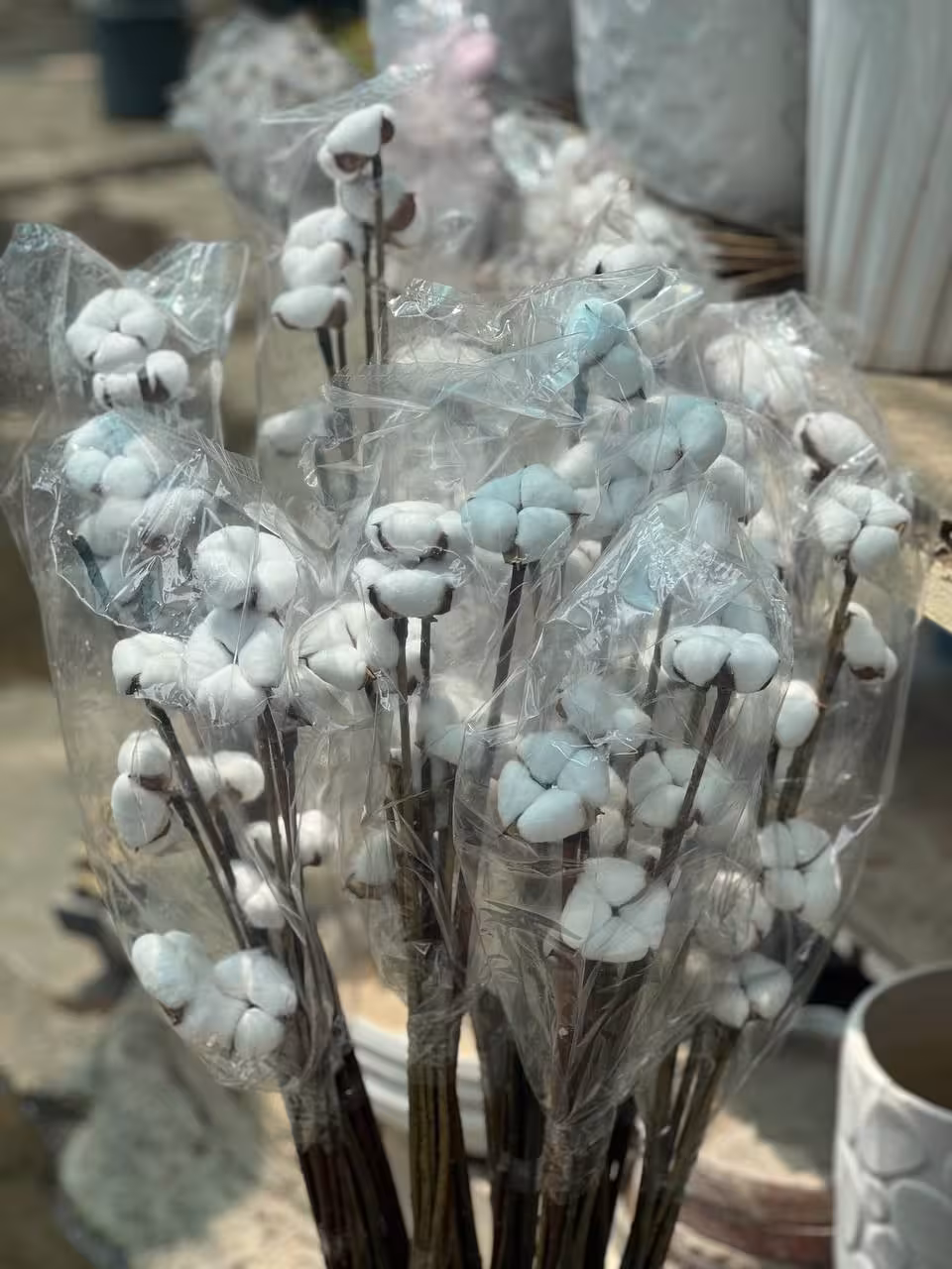 پنبه سفید قد بلند درجه یک(10عدد پنبه) ارتفاع1متر