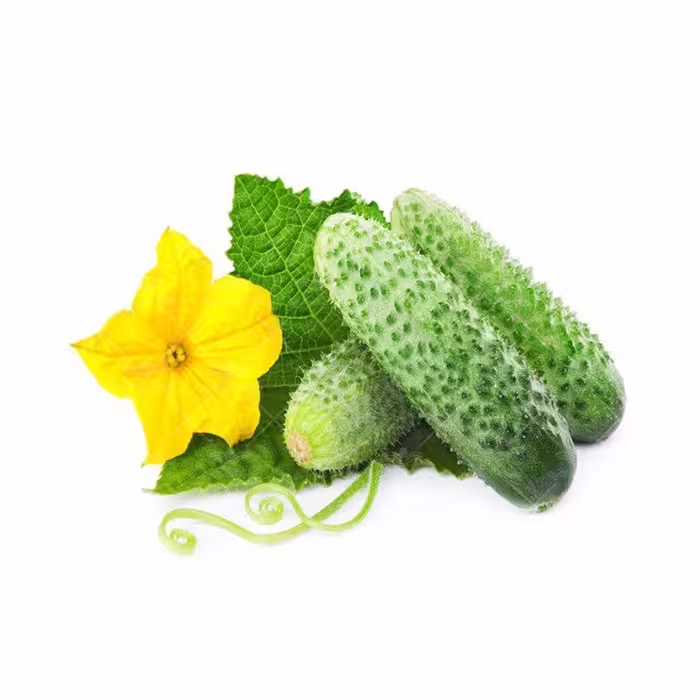 بذر خیار خاردار خارجی پرگل