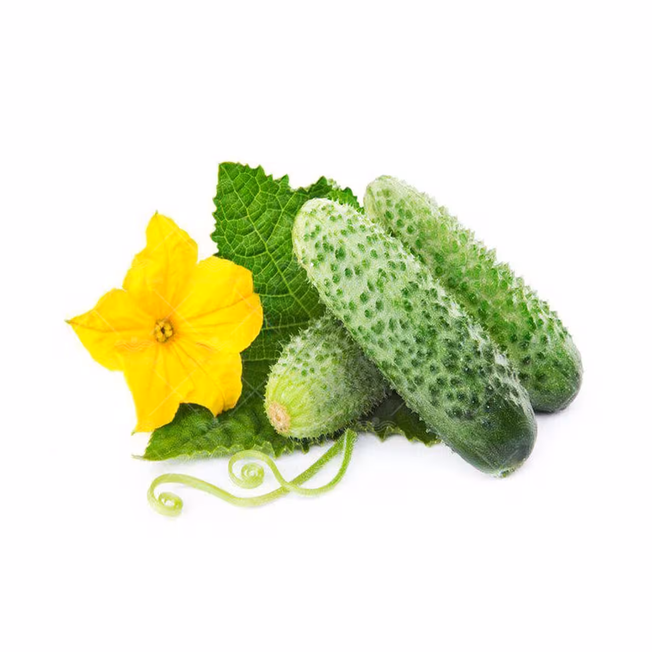 بذر خیار خاردار خارجی پرگل