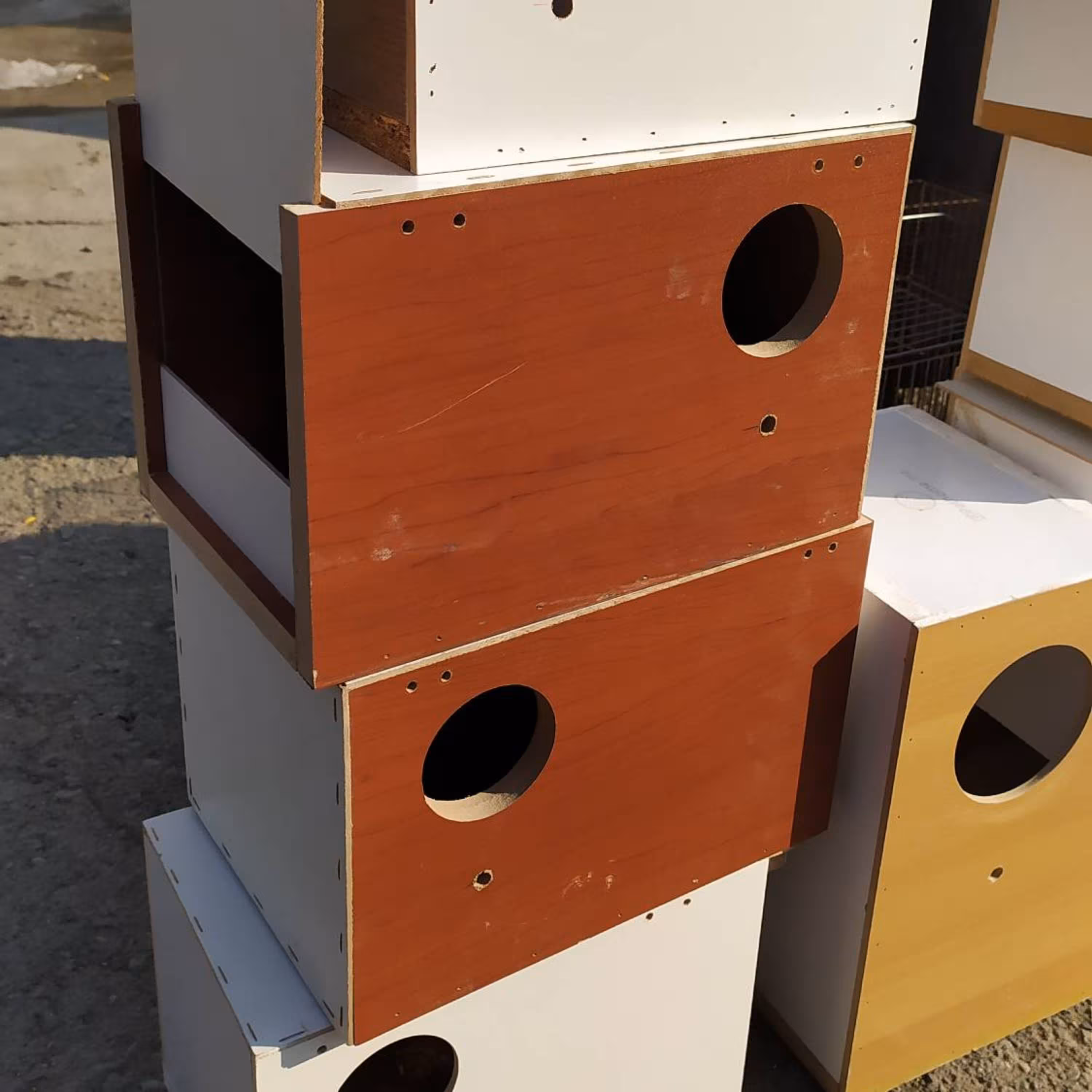 لانه پرنده عروس هلندی