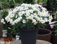 بذر گل بابونه شیرازی