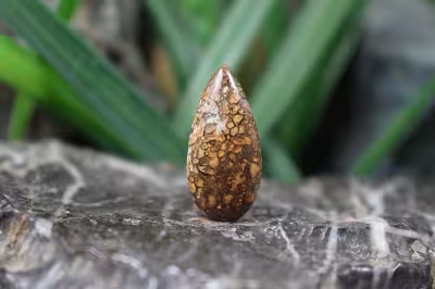 فسیل استخوان دایناسور