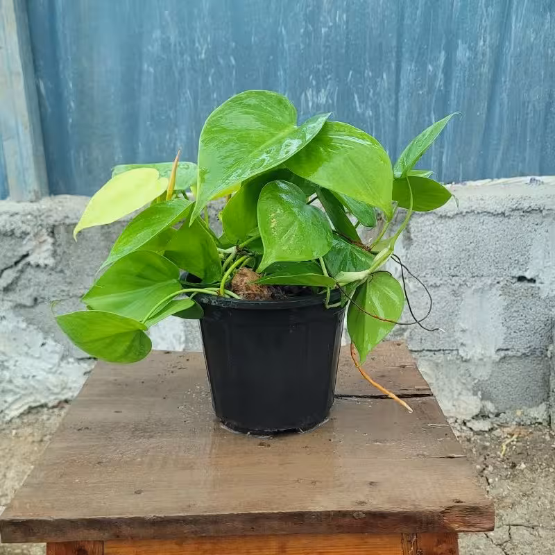 پتوس اسکاندیس نئون گلدان 12 و 14(هزینه ارسال پس کرایه باربری یاتیپاکس)