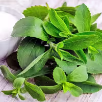 بذر استویا شیرین برگ
