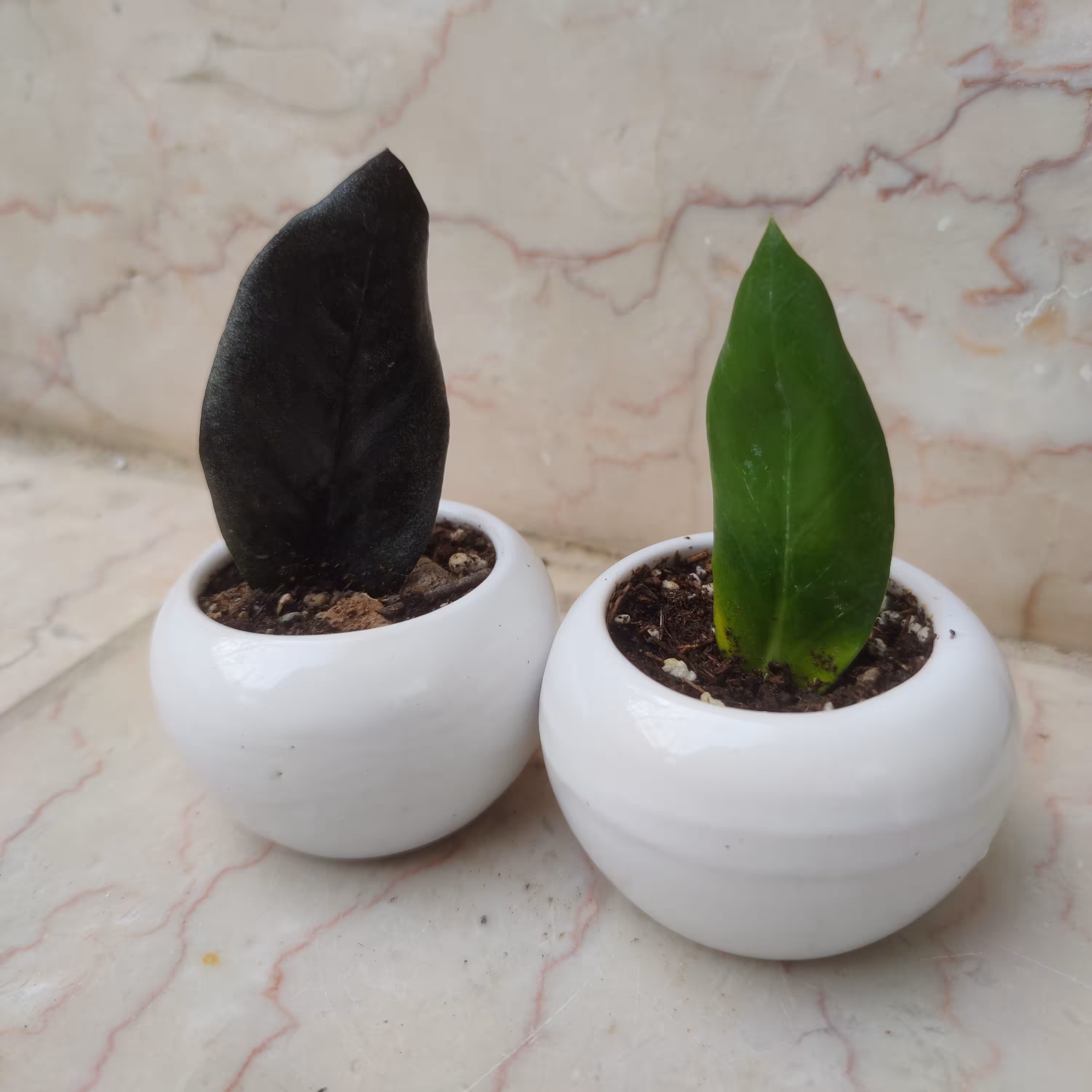 پک دوتایی زامفلیا ریزوم دار با گلدان(ارسال با باربری و پس کرایه)