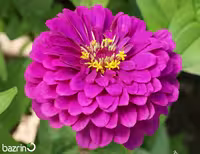 بذر گل آهار سرخابی
