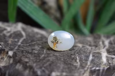 عقیق شجر برزیل