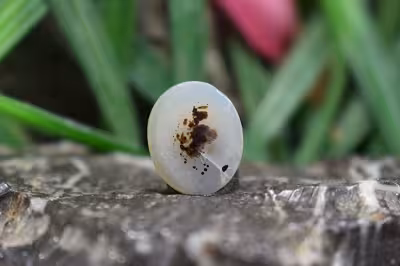 عقیق شجر برزیل