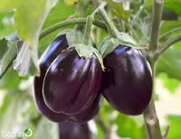بذر بادمجان مشکی دلمه ای F1