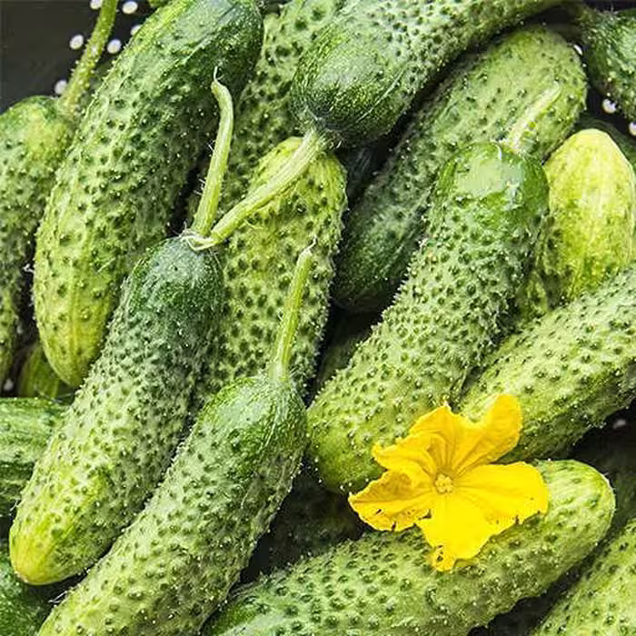 بذر خیار خاردار مناسب خیار شور