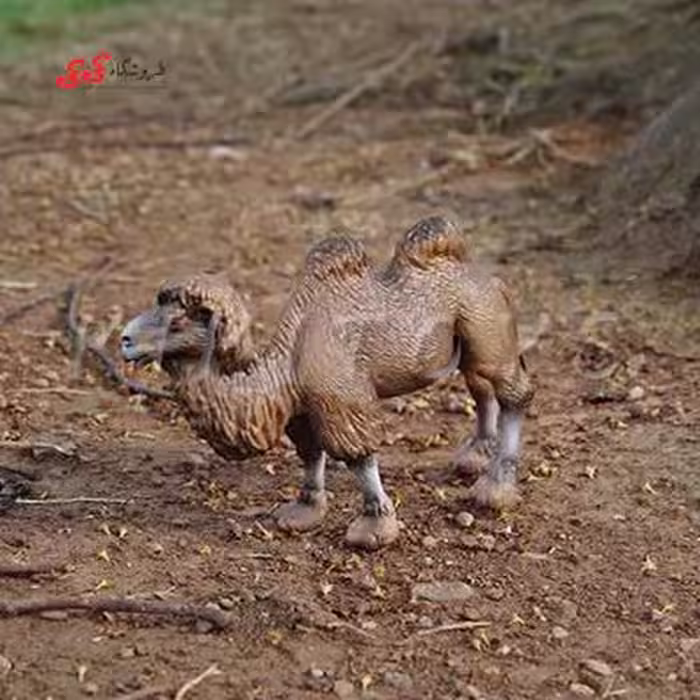 فیگور حیوانات شتر دو کوهان fiqure of Camel