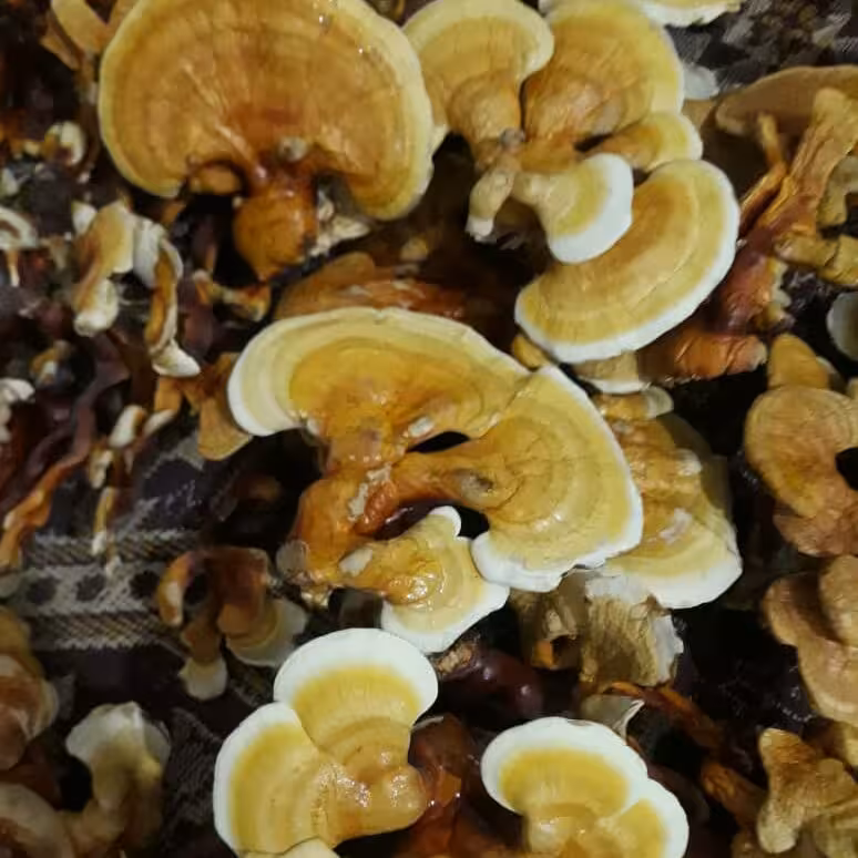قارچ گانودرما (60گرم) لوسیدم زرد و پرورشی