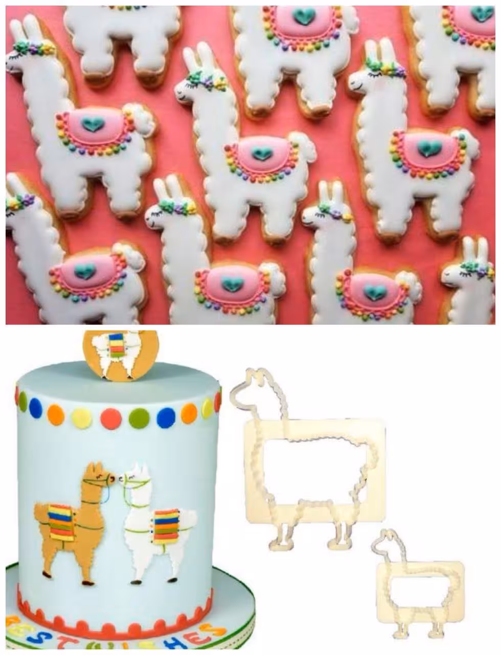 کاتر لاما استوایی