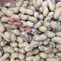 بادام زمینی با پوست نمکی استانه 500گرم (پوست چوبی)