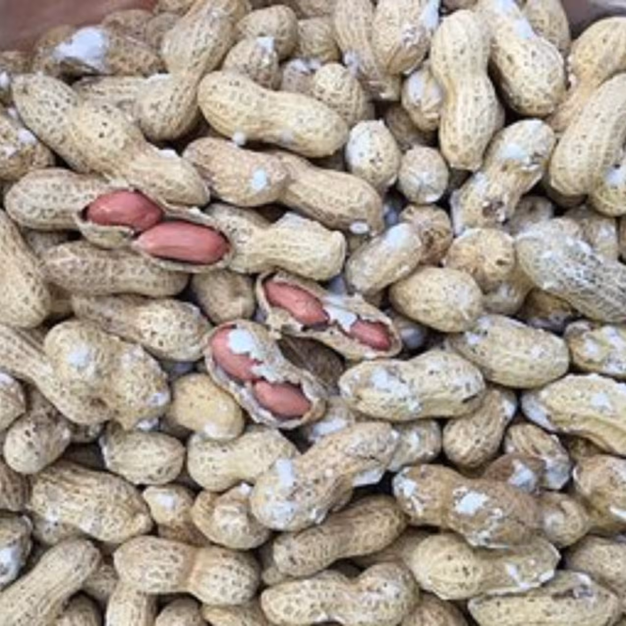 بادام زمینی با پوست نمکی استانه 500گرم (پوست چوبی)