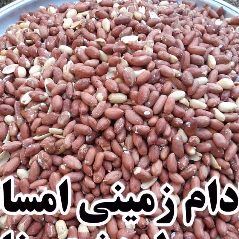بادام زمینی ممتاز  درجه یک با کیفیت عالی برای آجیل و تخمه