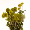 دسته گل داودی سبز هیمان کد 1105