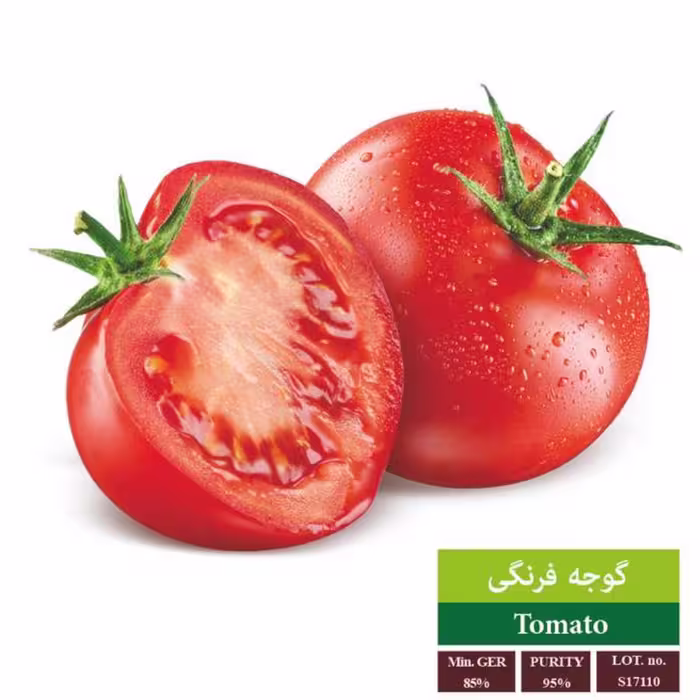 بذر گوجه فرنگی بذر طلایی رویان 