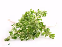 بذر آویشن باغی (Origanum vulgare)، بسته 100 گرمی