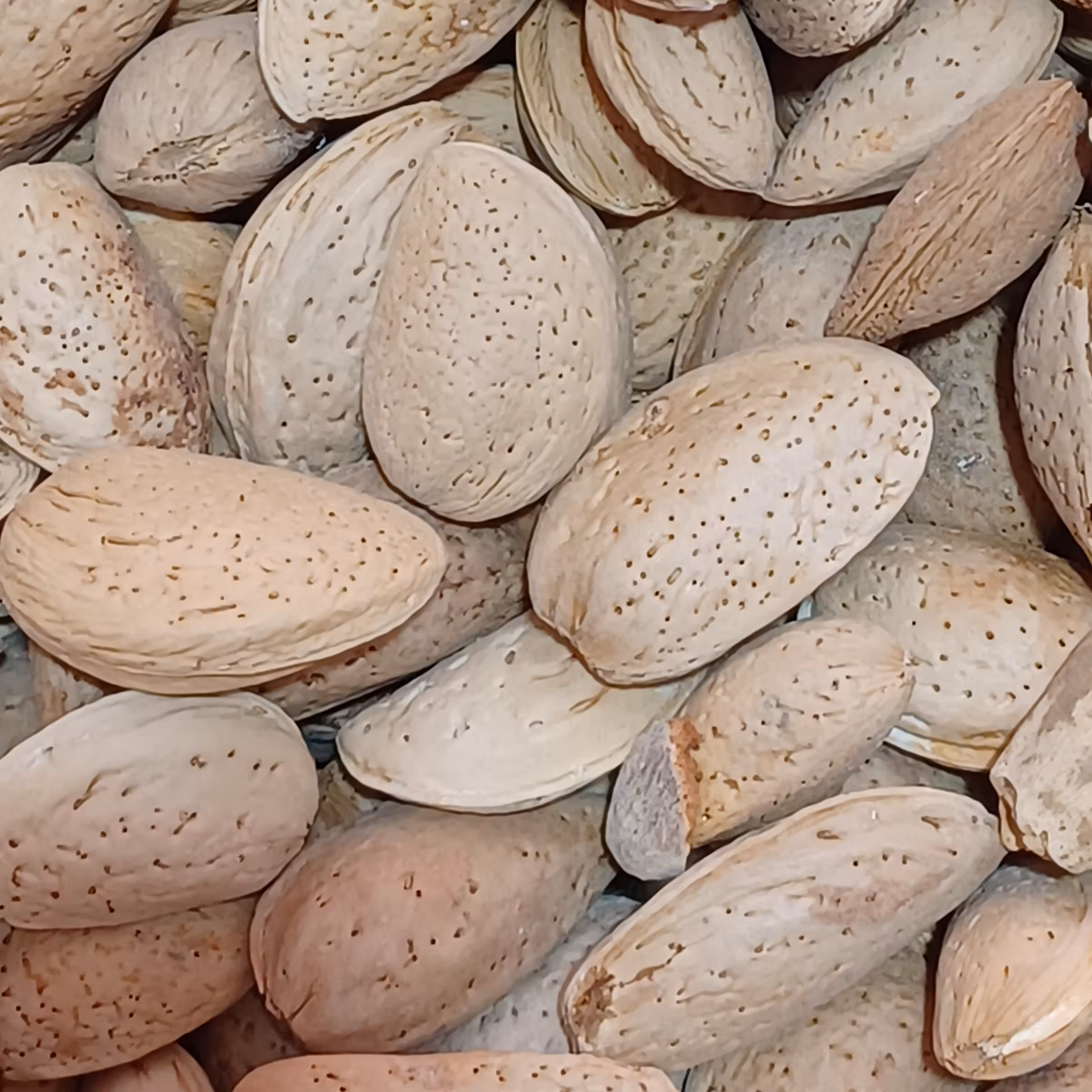 بادام سنگی دستچین تازه و شیرین