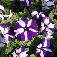 بذر گل اطلسی رنگ بنفش با طرح ستاره‌ای