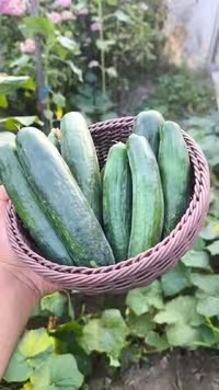 بذر خیار زمینی آمریکایی پولاریس مدل وندا VANDA F1