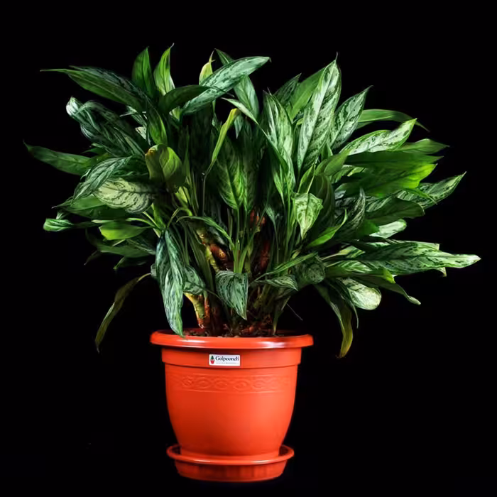  گلدان گلپونه مدل Benjamin 315 مجموعه 3 عددی