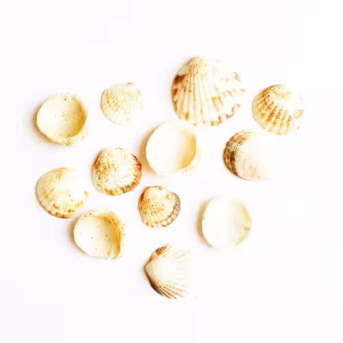 صدف طبیعی 55 عددی shell 3011