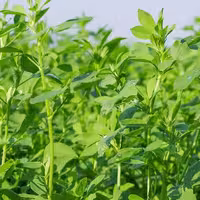 بذر یونجه