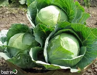 بذر کلم پیچ سفید سینجنتا F1