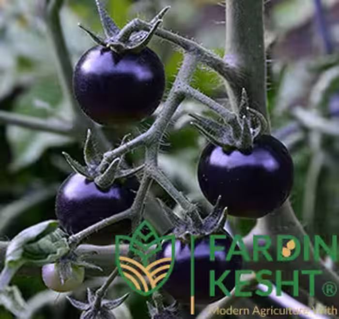 بذر گوجه فرنگی چری مشکی ارگانیک آمریکایی بسته 10 عددی