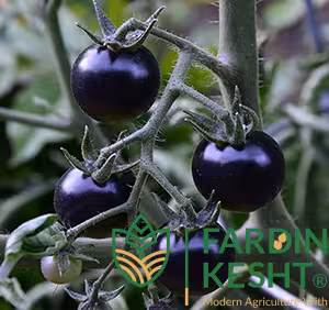 بذر گوجه فرنگی چری مشکی ارگانیک آمریکایی بسته 10 عددی