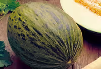 بذر ملون فرانسوی روشه Rochet
