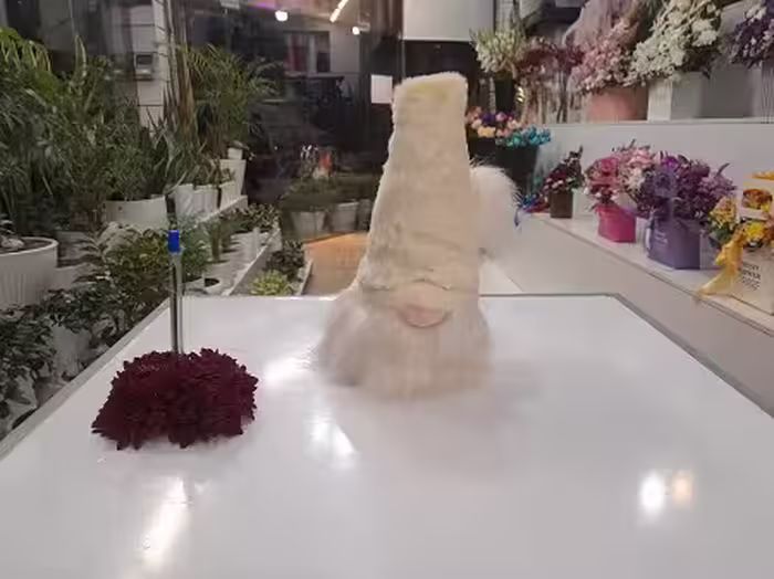 عروسک لی لی پوت پشمالو شیری