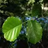 برگ توسکای قشلاقی