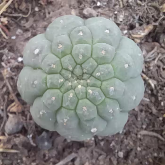 ماتوکانا منسب برای گلدان سایز ده