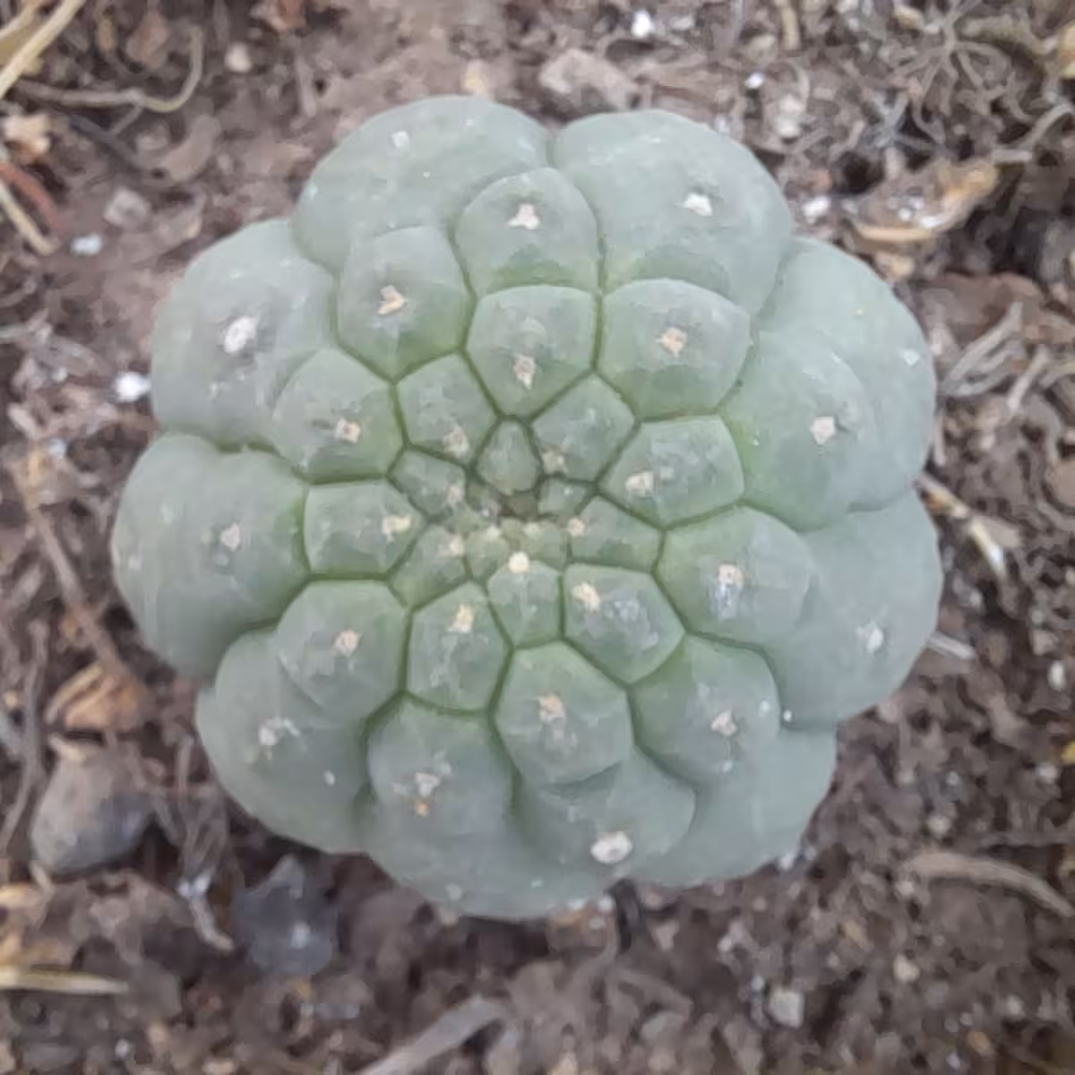 ماتوکانا منسب برای گلدان سایز ده