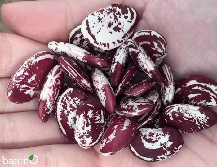 بذر لوبیا کریسمس