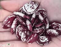 بذر لوبیا کریسمس