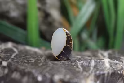 عقیق شجر برزیل