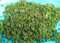 بذر سبزی ترش واش 1000عددی