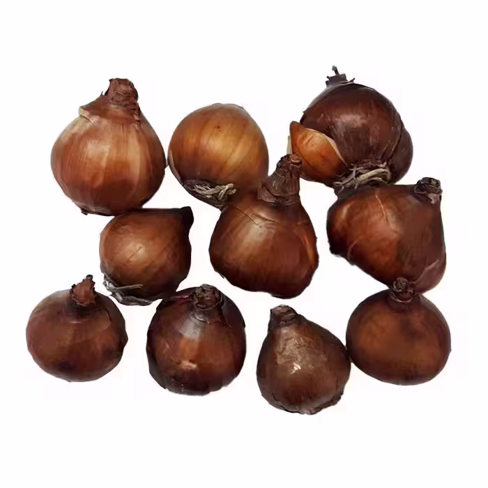 پیاز گل نرگس شهلا