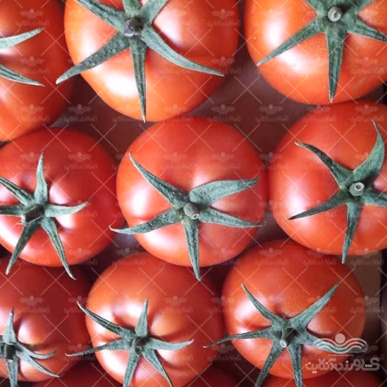 بذر گوجه فرنگی درختی والنسیا خانگی