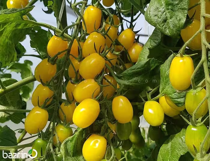 بذر گوجه زیتونی زرد درختی