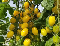 بذر گوجه زیتونی زرد درختی