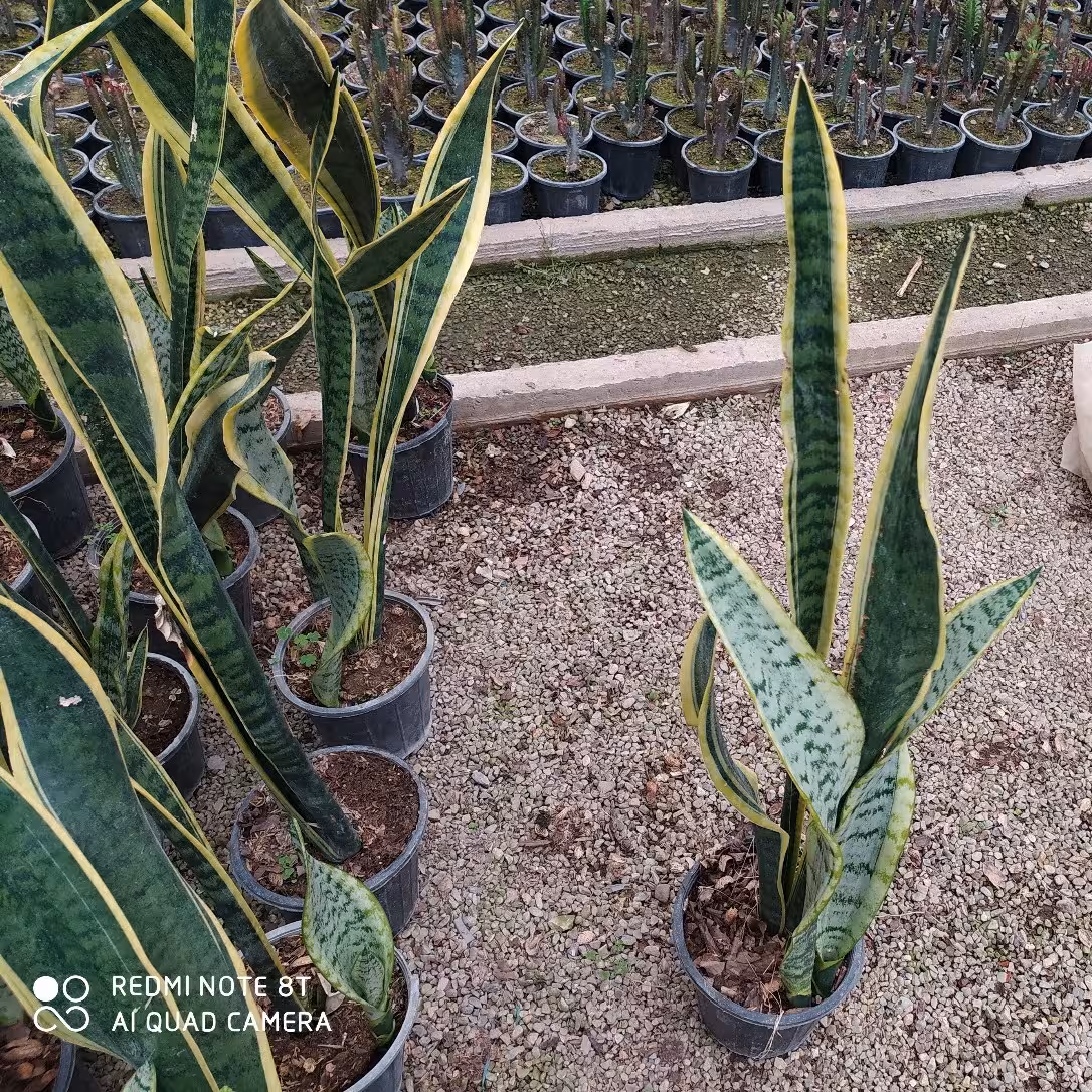سانسوریا شمشیری ابلق سطل سه sansevieria 