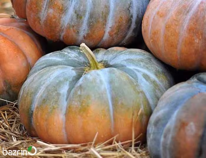 بذر کدو انجیری خرمایی